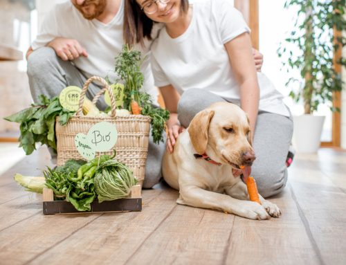 Pasta with shrimp and sun dried tomato sauce